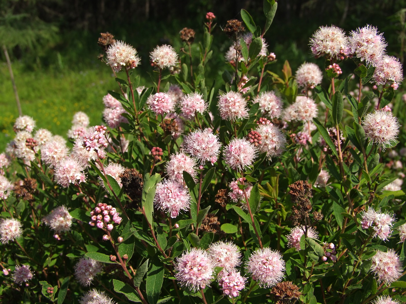 Изображение особи Spiraea humilis.