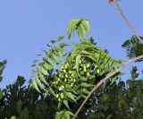 Azadirachta indica. Часть ветки плодоносящего дерева. Израиль, Шарон, г. Тель-Авив, ботанический сад университета, в культуре. 04.09.2018.