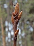 Quercus rubra