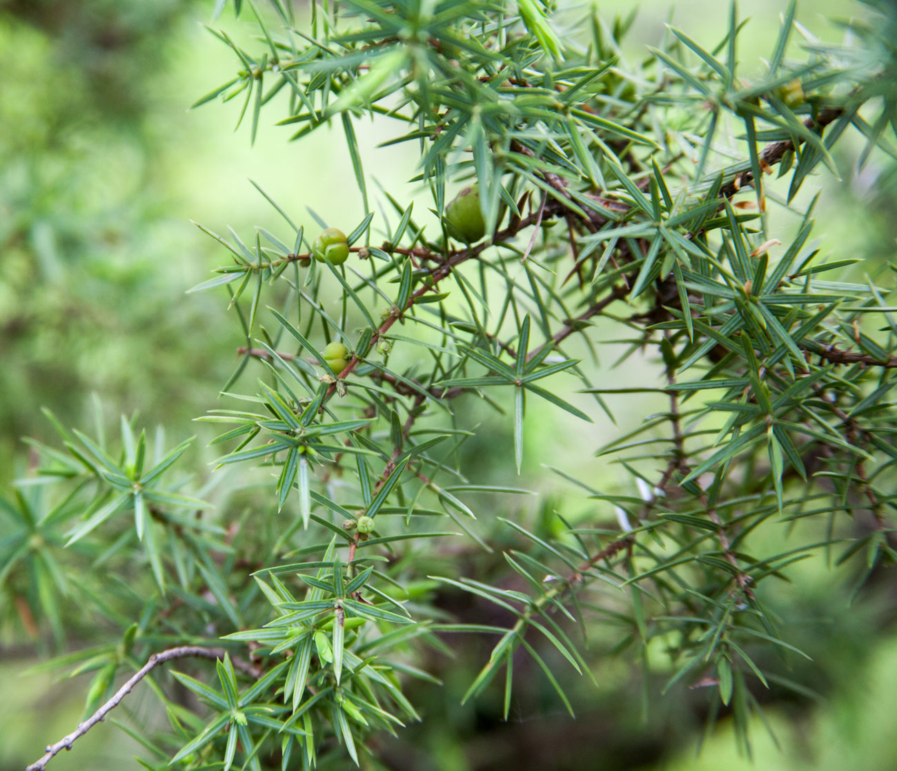 Изображение особи Juniperus deltoides.