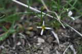 Leptaleum filifolium. Цветущее растение. Турция, ил Ыгдыр, г. Тузлуджа, Кульпинский соляной промысел, подножие соляной горы Тузлуджа, луг. 18.04.2018.