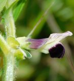 Vicia narbonensis