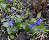 Vinca herbacea