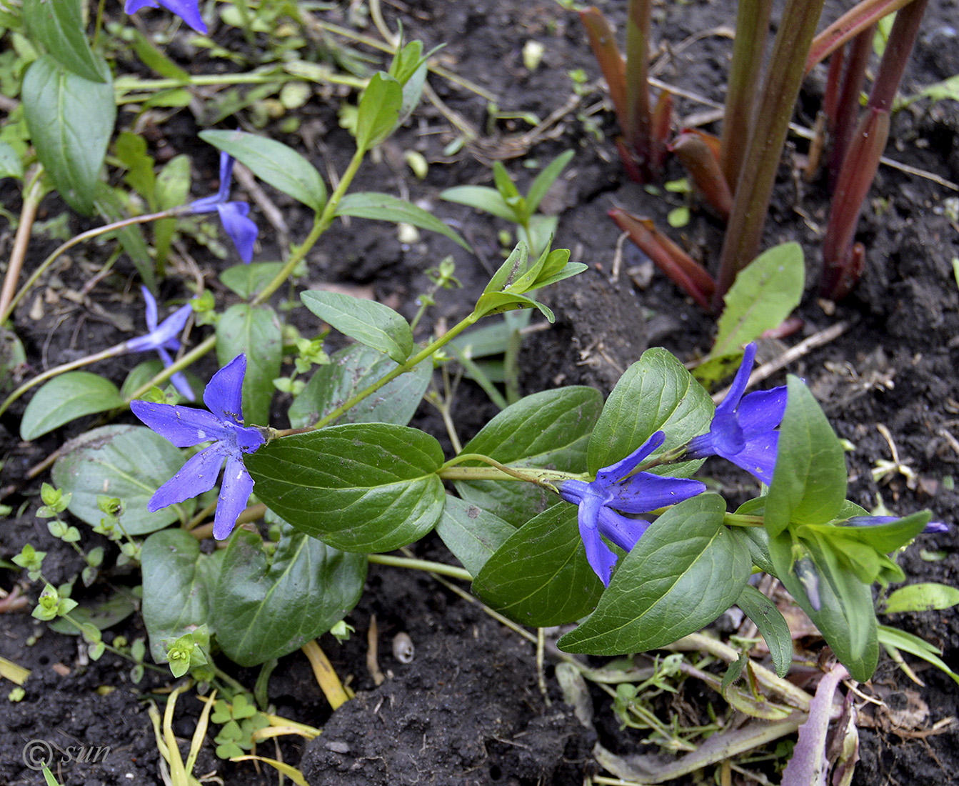 Изображение особи Vinca herbacea.