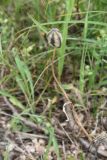 Tulipa bifloriformis