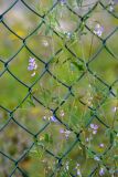 Vicia biennis