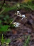 Silene tatarica. Верхушка цветущего и плодоносящего растения. Пермский край, Оханский р-н, Кунчурихинский бор, обрывистый песчаный берег р. Кама. 07.09.2019.