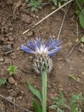 Centaurea triumfettii