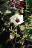 Hibiscus trionum