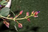 Tibouchina urvilleana