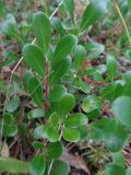 Arctostaphylos uva-ursi