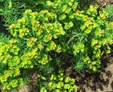 Euphorbia cyparissias