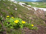 Trollius ranunculinus