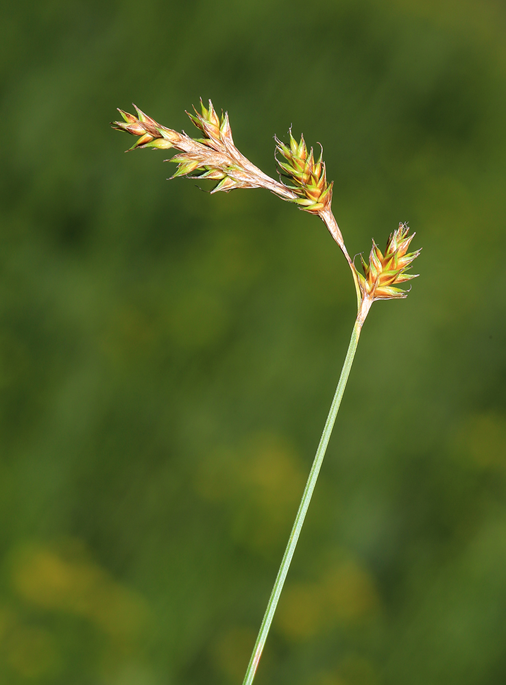 Изображение особи Carex diplasiocarpa.