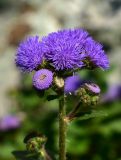 Ageratum houstonianum. Соцветие. Марий Эл, Йошкар-Ола, лицей № 11, сквер, в культуре. 09.07.2021.