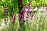 Antirrhinum majus