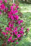 Rhododendron simsii. Часть кроны цветущего растения. Абхазия, г. Сухум, Сухумский ботанический сад, в культуре. 14.05.2021.