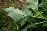 Datura stramonium