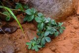 Thermopsis lupinoides. Верхушка побега с соплодием. Курильские о-ва, о-в Итуруп, устье р. Чёрная, каменистый берег реки. 21.08.2023.