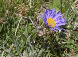 Aster alpinus. Верхушка побега с соцветием (опушенные сероватые листья - Plantago monosperma). Испания, автономное сообщество Каталония, провинция Жирона, комарка Рипольес, муниципалитет Сеткасес, курорт \"Вальтер 2000\", ≈2200 м н.у.м., нижняя часть склона зап. экспозиции, каменистый луг. 03.07.2022.