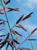 Eragrostis barrelieri