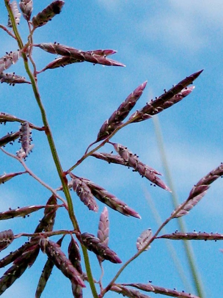 Изображение особи Eragrostis barrelieri.