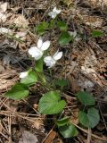 Viola sieheana