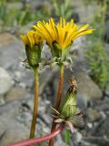 род Taraxacum