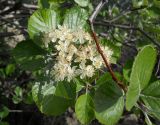 Sorbus taurica. Соцветие. Крым, гора Северная Демерджи. 2 июня 2012 г.