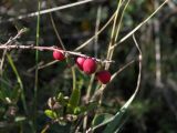 Cotoneaster nefedovii