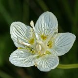 Parnassia palustris