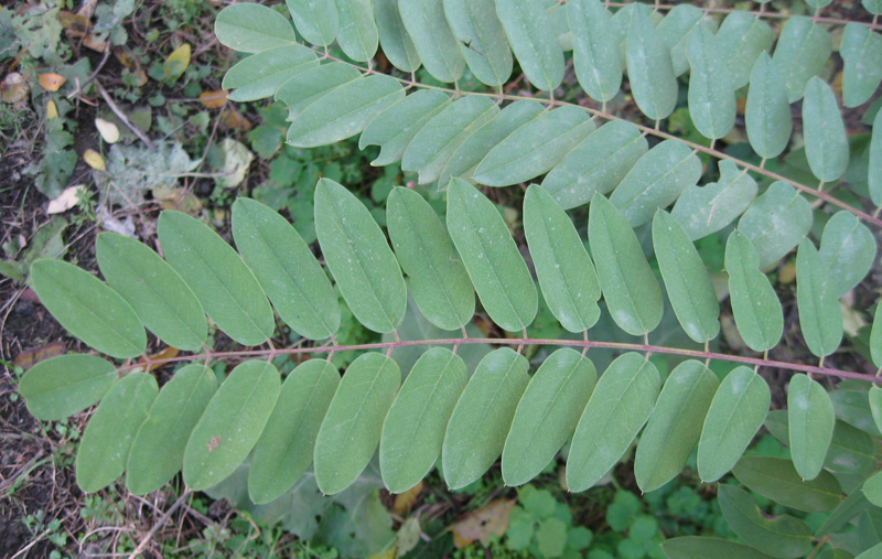 Изображение особи Robinia viscosa.