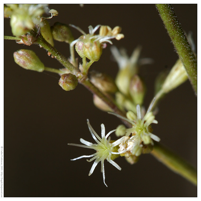 Изображение особи Silene borysthenica.