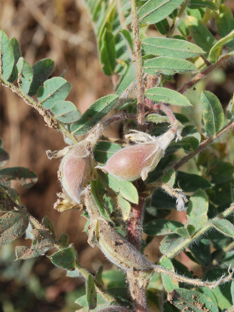 Изображение особи Astragalus amygdalinus.