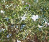 Jasminum officinale