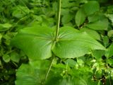 Valeriana alliariifolia