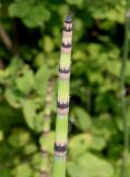 Equisetum hyemale разновидность robustum. Верхняя часть молодого побега. Германия, г. Дюссельдорф, Ботанический сад университета. 02.06.2014.