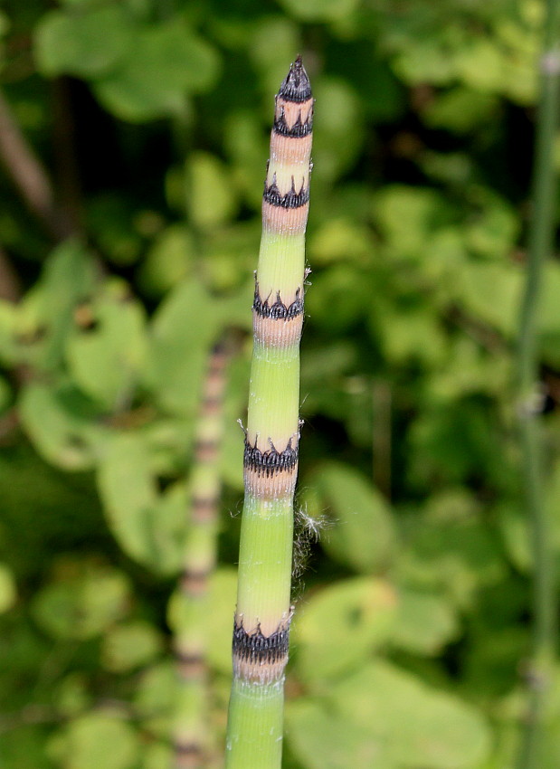 Изображение особи Equisetum hyemale var. robustum.