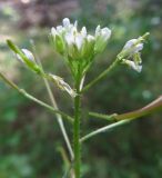 Arabis pendula