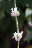 Stachys hissarica