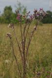 Cirsium palustre. Цветущее и плодоносящее растение. Тверская обл., Осташковский р-н, окр. дер. Кравотынь, заболоченный луг. 22.07.2015.