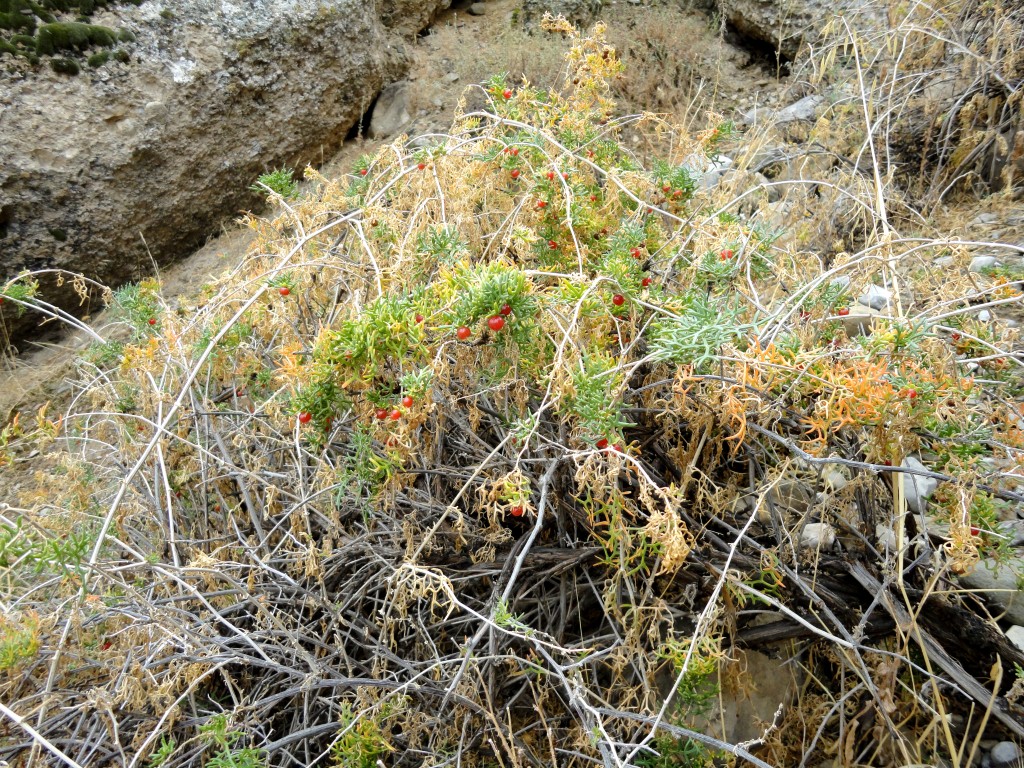 Изображение особи Malacocarpus crithmifolius.