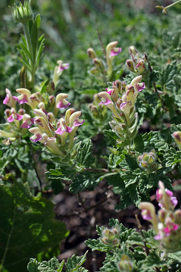 Изображение особи Scutellaria adsurgens.