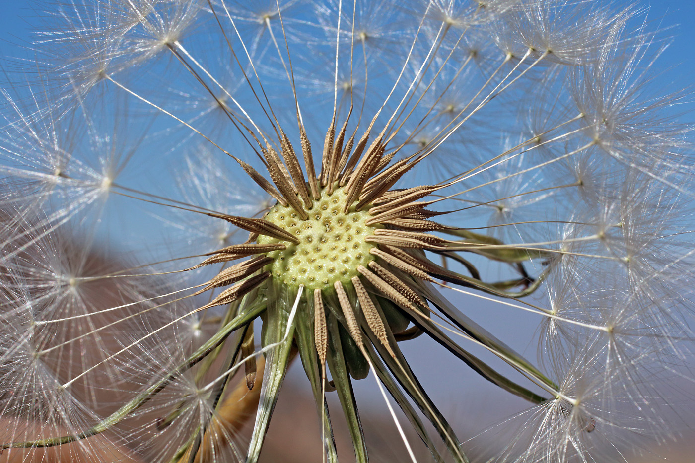 Изображение особи Taraxacum turcomanicum.