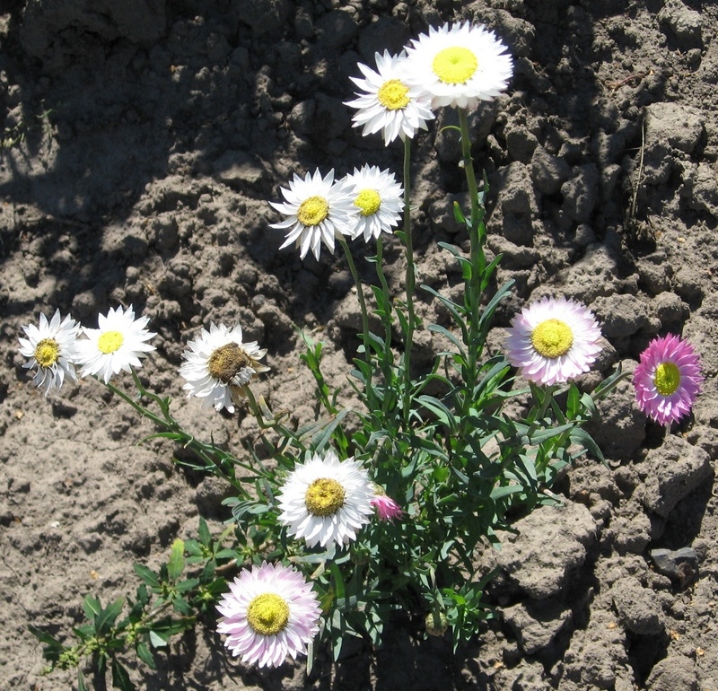 Изображение особи Rhodanthe chlorocephala ssp. rosea.