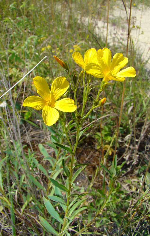 Изображение особи Linum flavum.