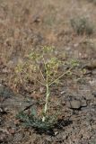 Ferula karataviensis