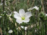 Cerastium bungeanum