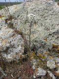 Erysimum leucanthemum