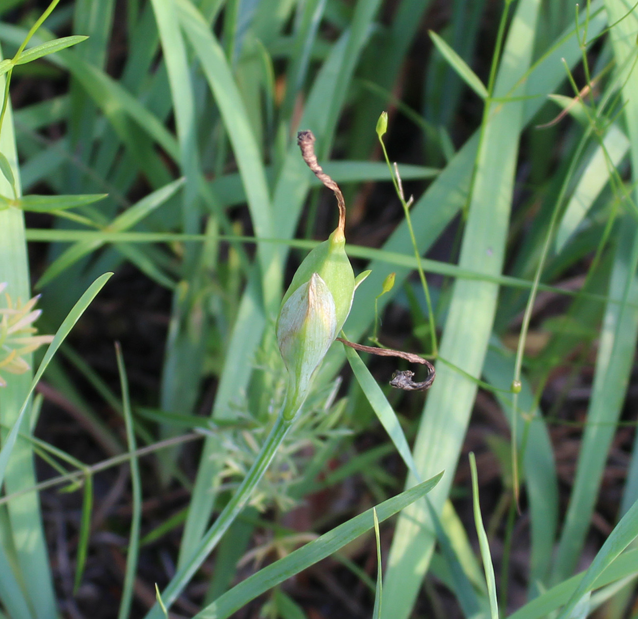 Image of Iris pineticola specimen.
